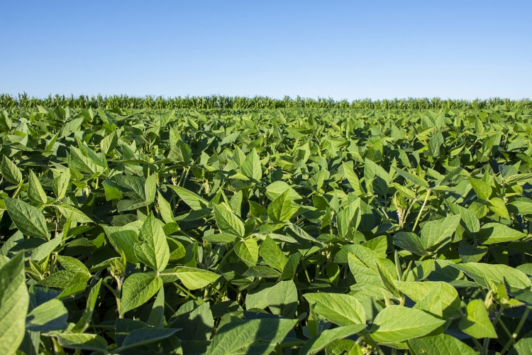 Soja pode aumentar produção no Cerrado sem desmatar