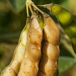 New Soy Moratorium Protocol leads to adjustments in processes and content