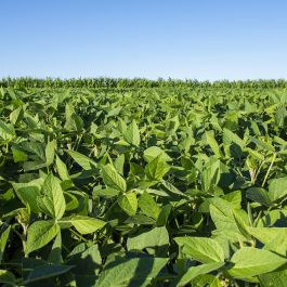 Soja pode aumentar produção no Cerrado sem desmatar