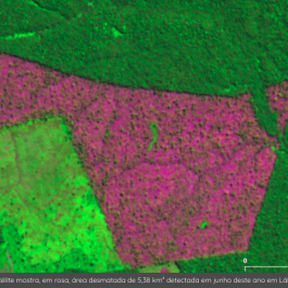 Imazon points to increase in deforestation in the Amazon 